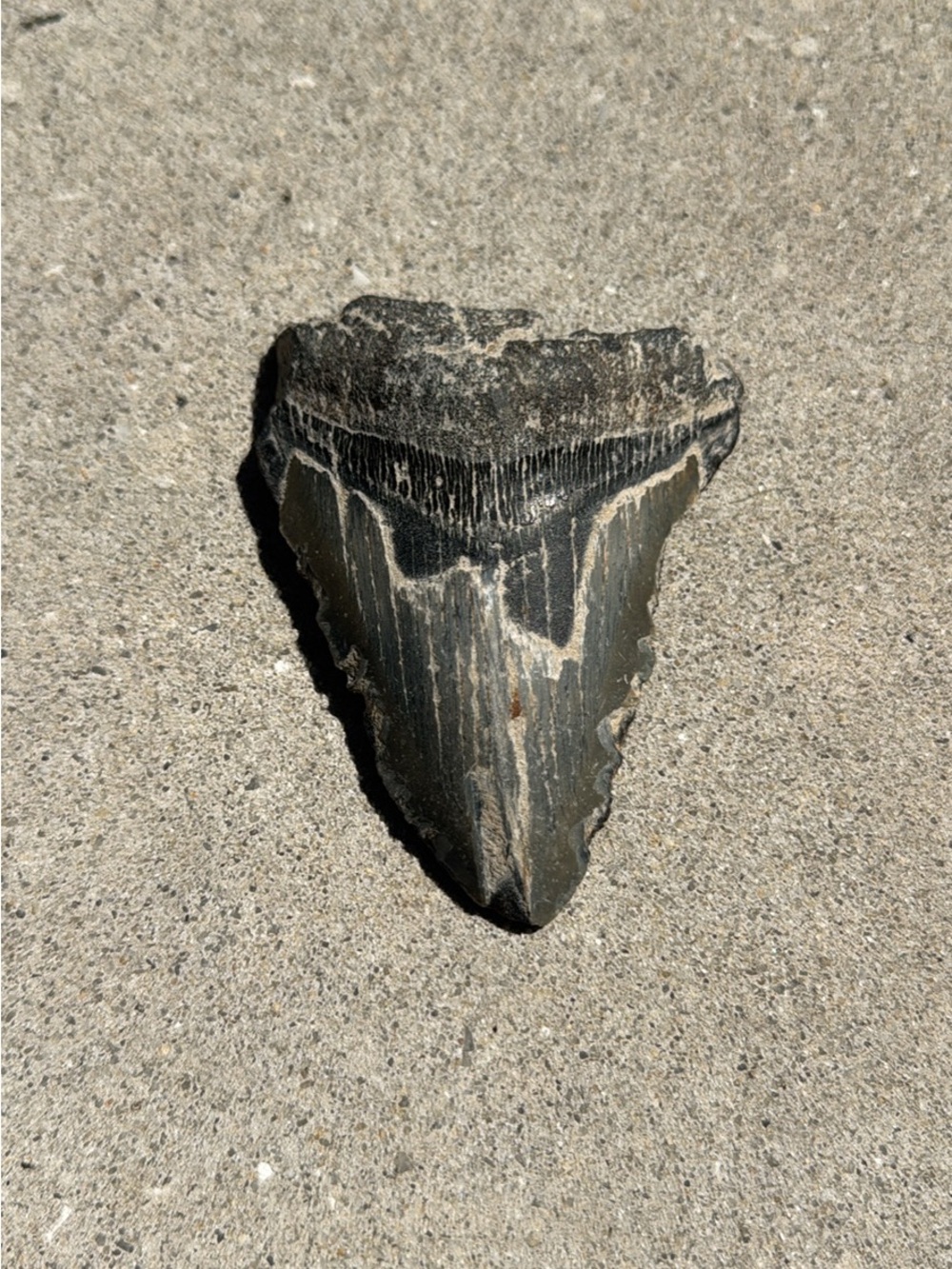 4” Megalodon Shark Tooth Fossil – Large Authentic Prehistoric Fossil Tooth